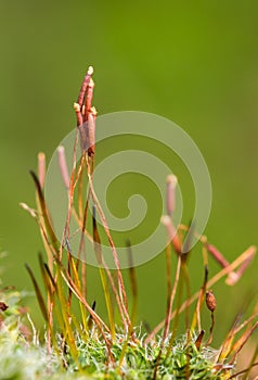 Moss sprouts gametophytes and sporophytes