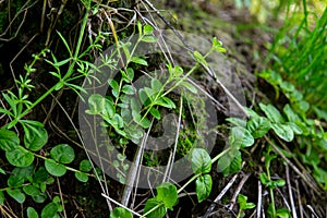 Moss sprouts germinate through the stump