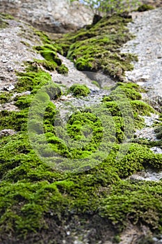 Moss on the stone