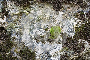 Moss on the stone