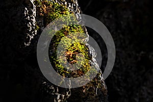 Moss on stone in damp forest. close-up and selective focus