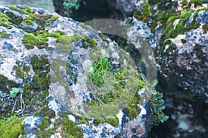 Moss on a stone at the entrance of a cave