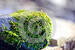 Green moss on stone. Close-up