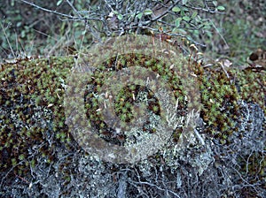 Moss on a stone in La Cumbrecita, Cordoba, Argentina