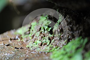 Moss at Stone of Tirathgarh Waterfall