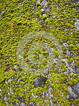 Moss Stone Wall, Lichen. Stone and moss texture. Moss texture