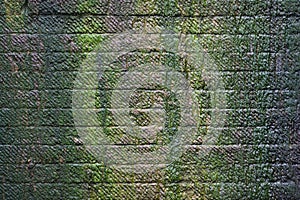 Green moss on stone wall