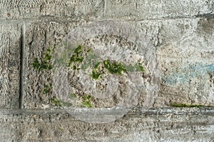moss on stoned wall texture