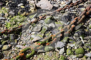 Moss-studded ship chains in Mousehole Harbour, Cornwall UK