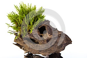 Moss on a stump