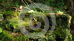 Moss on stump in the forest. Old timber with moss in the forest. Stump green moss spruce pine coniferous tree forest