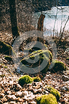 Moss on a stump in the forest