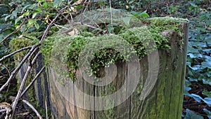 Moss on stump - macro photography, photo taken in the UK