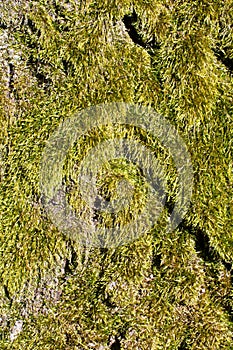 Moss surface texture abstract vertical orientation