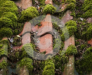 Moss on Terracotta Roof Tiles