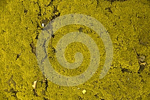 Moss texture, background with copy space. crack background