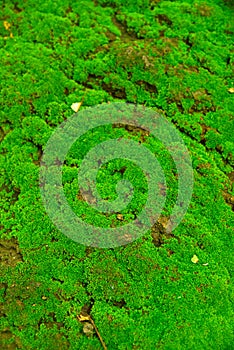 Moss texture, background with copy space. crack background