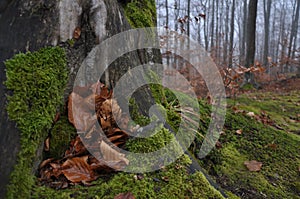 Moss texture. Moss background. Green moss on grunge texture, background