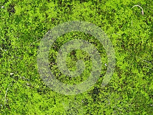 Moss texture. Moss background. Green moss on grunge texture, background.