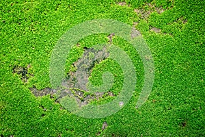 Moss texture. Moss background. Green moss on grunge texture, background