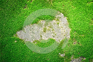 Moss texture. Moss background. Green moss on grunge texture, background