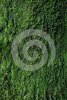 Moss texture. Moss background. Green moss on grunge texture, background.