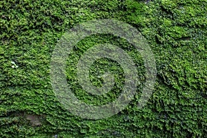 Moss texture. Moss background. Green moss on grunge texture, background.