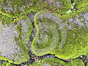 moss texture that beautifies