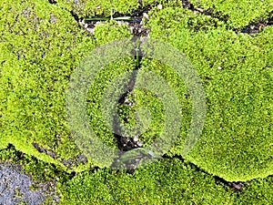 moss texture that beautifies