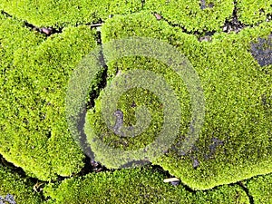 moss texture that beautifies