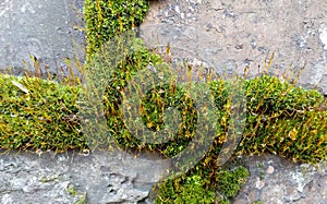 Moss texture. Macro photo nature