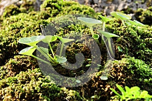 Moss texture with plant on a tree bark