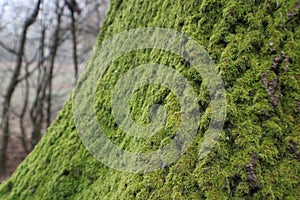 Moss on a tree