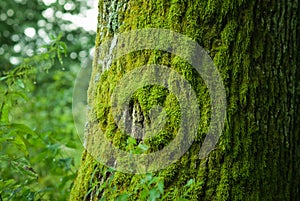 Moss on a tree