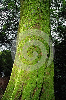 Moss on tree