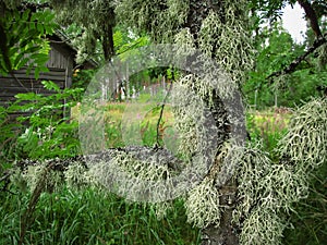 The moss on the tree