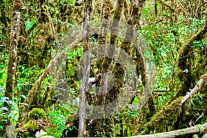 Moss on the tree in Ang Ka Luang Nature Trail