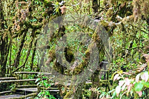 Moss on the tree in Ang Ka Luang Nature Trail