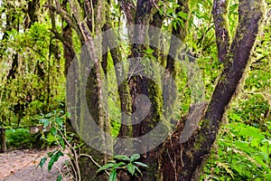 Moss on the tree in Ang Ka Luang Nature Trail