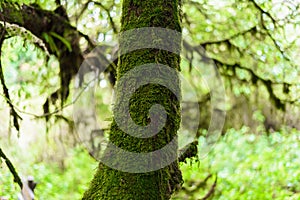 Moss on the tree in Ang Ka Luang Nature Trail