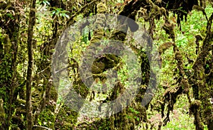 Moss on the tree in Ang Ka Luang Nature Trail