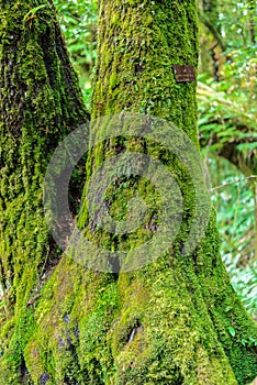 Moss on the tree in Ang Ka Luang Nature Trail