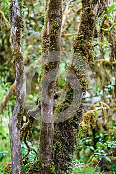 Moss on the tree in Ang Ka Luang Nature Trail