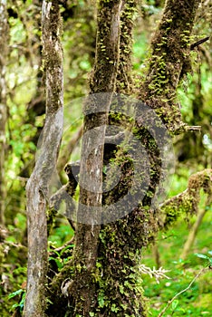 Moss on the tree in Ang Ka Luang Nature Trail