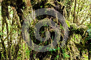 Moss on the tree in Ang Ka Luang Nature Trail