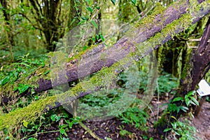 Moss on the tree in Ang Ka Luang Nature Trail