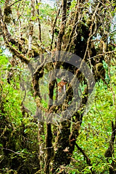 Moss on the tree in Ang Ka Luang Nature Trail