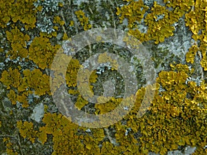 Moss on tree bark