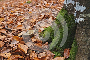 Moss on tree bark