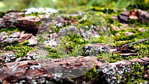 Tree trunk with moss texture
